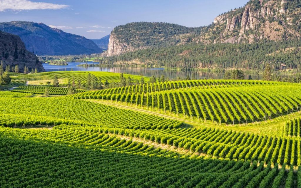 The Okanagan Wine Region A Most Distinct Place In Canada A Brief History Okanagan Tours